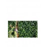 ΠΑΝΕΛ ΦΥΛΛΩΣΙΑΣ BERLIN 50x50 A017 PHOTINIA NewPlan