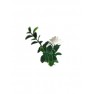 ΠΑΝΕΛ ΦΥΛΛΩΣΙΑΣ PORTO 50x50cm A040 GENTLE JUNGLE NewPlan